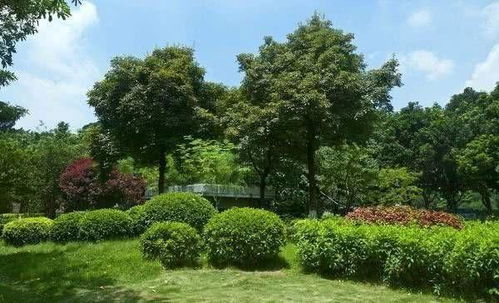 子彈被射中,嵌在樹上 20年后,它殺死了目標(biāo) 網(wǎng)友說不敢相信 網(wǎng)易訂閱