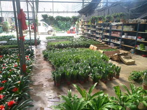 一站式園林綠化與體育設施服務 苗圃開業(yè)花籃、養(yǎng)護與工程施工