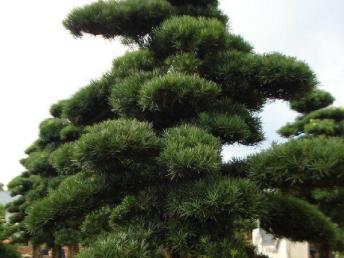 圖園林綠化 打造理想庭院景觀的設計、施工與養護